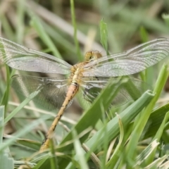 Diplacodes bipunctata (Wandering Percher) at Holt, ACT - 21 Mar 2023 by AlisonMilton