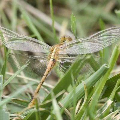 Diplacodes bipunctata (Wandering Percher) at Holt, ACT - 21 Mar 2023 by AlisonMilton
