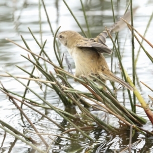 Poodytes gramineus at Holt, ACT - 21 Mar 2023