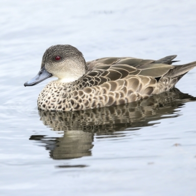 Anas gracilis (Grey Teal) at Holt, ACT - 21 Mar 2023 by AlisonMilton