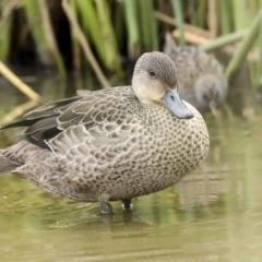 Anas gracilis at Holt, ACT - 21 Mar 2023