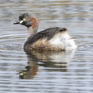 Tachybaptus novaehollandiae at Holt, ACT - 21 Mar 2023