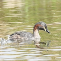 Tachybaptus novaehollandiae at Holt, ACT - 21 Mar 2023