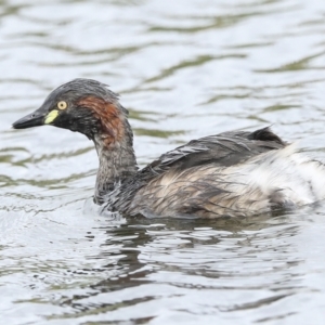 Tachybaptus novaehollandiae at Holt, ACT - 21 Mar 2023