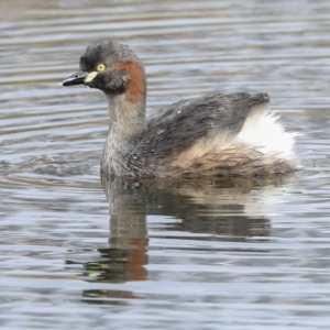 Tachybaptus novaehollandiae at Holt, ACT - 21 Mar 2023