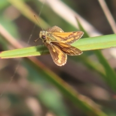 Ocybadistes walkeri at Kambah, ACT - 20 Apr 2023 02:33 PM