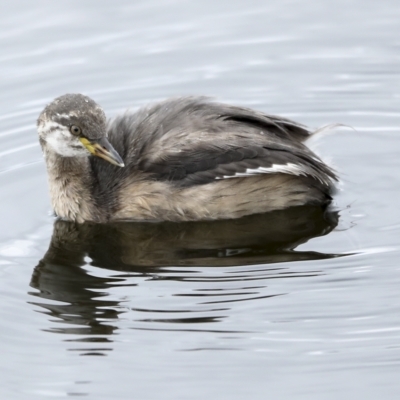 Tachybaptus novaehollandiae (Australasian Grebe) at Holt, ACT - 20 Mar 2023 by AlisonMilton