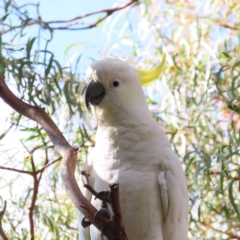 Cacatua galerita (Sulphur-crested Cockatoo) at Kambah, ACT - 20 Apr 2023 by MatthewFrawley