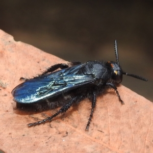 Scoliidae sp. (family) at Acton, ACT - 20 Apr 2023