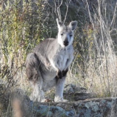 Osphranter robustus (Wallaroo) at Molonglo River Reserve - 18 Apr 2023 by HelenCross