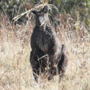 Osphranter robustus at Molonglo Valley, ACT - 15 Apr 2023