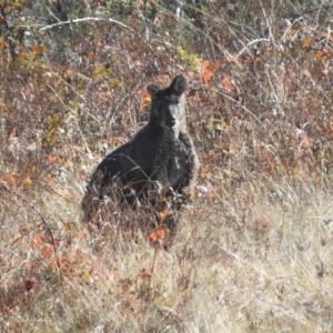 Osphranter robustus at Molonglo Valley, ACT - 15 Apr 2023