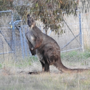 Osphranter robustus robustus at Paddys River, ACT - 16 Apr 2023 04:51 PM