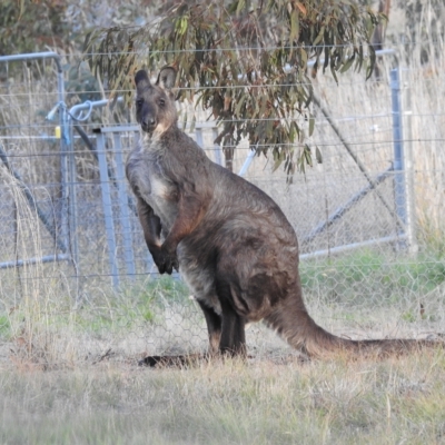 Osphranter robustus robustus (Eastern Wallaroo) at Paddys River, ACT - 16 Apr 2023 by HelenCross