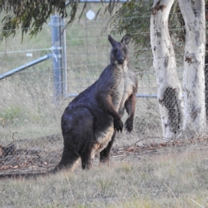 Osphranter robustus robustus at Paddys River, ACT - 16 Apr 2023 04:51 PM