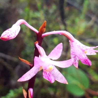Dipodium roseum (Rosy Hyacinth Orchid) at Paddys River, ACT - 20 Apr 2023 by EandR