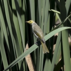 Ptilotula penicillata (White-plumed Honeyeater) at Fyshwick, ACT - 27 Feb 2023 by AlisonMilton