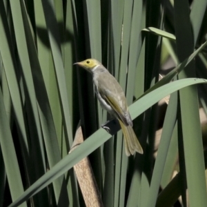 Ptilotula penicillata at Fyshwick, ACT - 27 Feb 2023