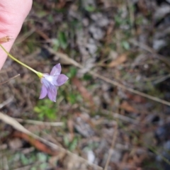 Wahlenbergia sp. at Bungendore, NSW - 18 Apr 2023