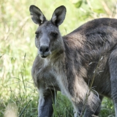 Macropus giganteus (Eastern Grey Kangaroo) at Fyshwick, ACT - 27 Feb 2023 by AlisonMilton