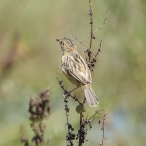 Cisticola exilis at Fyshwick, ACT - 27 Feb 2023