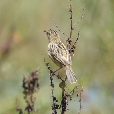 Cisticola exilis (Golden-headed Cisticola) at Fyshwick, ACT - 27 Feb 2023 by AlisonMilton