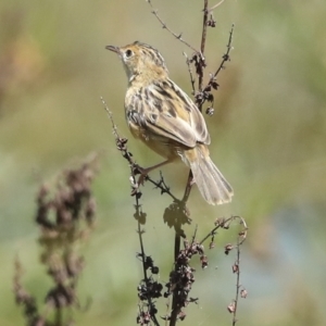 Cisticola exilis at Fyshwick, ACT - 27 Feb 2023