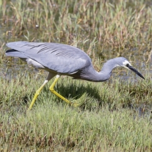 Egretta novaehollandiae at Fyshwick, ACT - 27 Feb 2023 11:10 AM