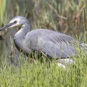 Egretta novaehollandiae at Fyshwick, ACT - 27 Feb 2023 11:10 AM