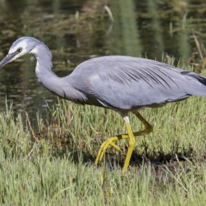 Egretta novaehollandiae at Fyshwick, ACT - 27 Feb 2023 11:10 AM