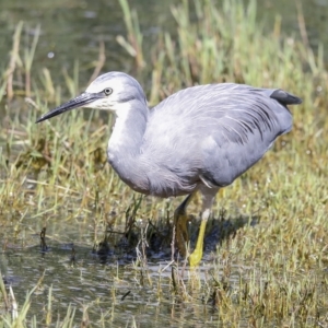 Egretta novaehollandiae at Fyshwick, ACT - 27 Feb 2023 11:10 AM