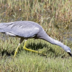 Egretta novaehollandiae at Fyshwick, ACT - 27 Feb 2023 11:10 AM