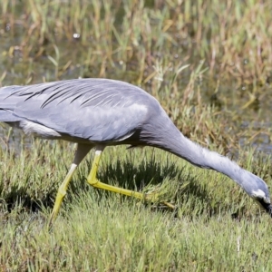 Egretta novaehollandiae at Fyshwick, ACT - 27 Feb 2023 11:10 AM