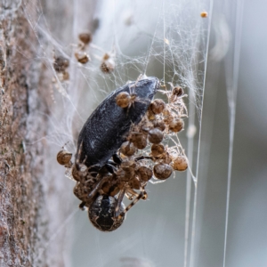 Cryptachaea veruculata at Higgins, ACT - 2 Apr 2023