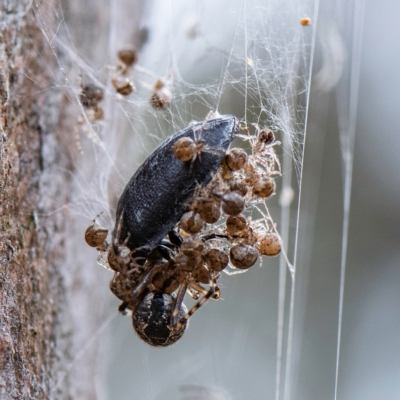 Cryptachaea veruculata (Diamondback comb-footed spider) at Higgins, ACT - 1 Apr 2023 by Untidy