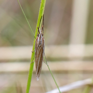 Hednota species near grammellus at Higgins, ACT - 2 Apr 2023