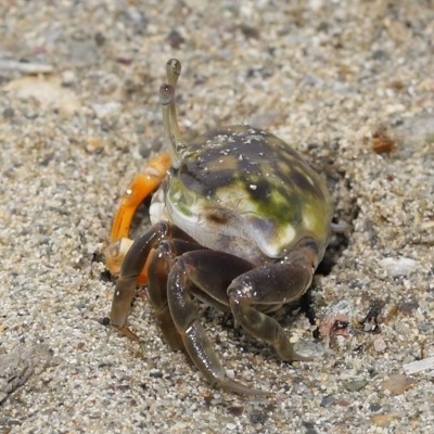 Unverified Crab at Wellington Point, QLD - 20 Apr 2023 by TimL