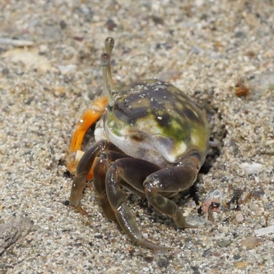 Unidentified Crab at Wellington Point, QLD - 20 Apr 2023 by TimL