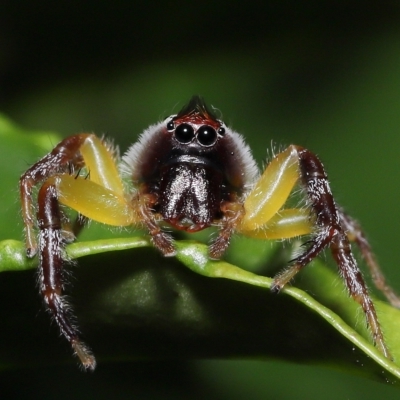 Mopsus mormon at Wellington Point, QLD - 20 Apr 2023 by TimL