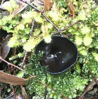 Unidentified Cup or disk - with no 'eggs' at Cape Pillar, TAS - 12 Apr 2023 by MattFox