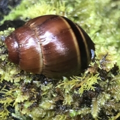 Caryodes dufresnii (Walnut Snail) at Tasman National Park - 12 Apr 2023 by MattFox
