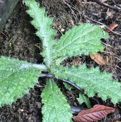 Cirsium vulgare (Spear Thistle) at Cape Pillar, TAS - 13 Apr 2023 by MattFox