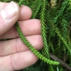 Phlegmariurus varius (Hanging Clubmoss) at Cape Pillar, TAS - 13 Apr 2023 by MattFox