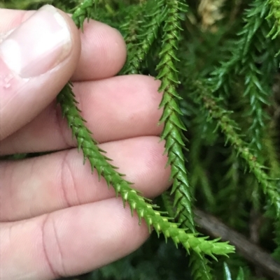 Phlegmariurus varius (Hanging Clubmoss) at Cape Pillar, TAS - 13 Apr 2023 by MattFox