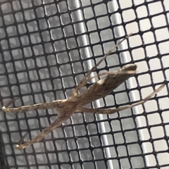 Asianopis sp. (genus) at Braddon, ACT - 20 Apr 2023 02:18 PM