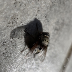 Zebromyia ornata at Braddon, ACT - 20 Apr 2023 02:05 PM