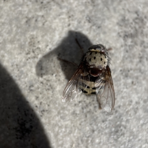 Zebromyia ornata at Braddon, ACT - 20 Apr 2023