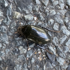 Hydrophilus sp. (genus) (Giant water scavenger beetle) at Braddon, ACT - 20 Apr 2023 by Hejor1
