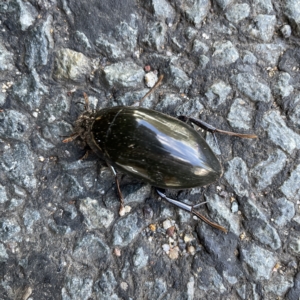 Hydrophilus sp. (genus) at Braddon, ACT - 20 Apr 2023