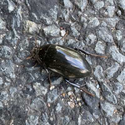 Hydrophilus sp. (genus) (Giant water scavenger beetle) at City Renewal Authority Area - 20 Apr 2023 by Hejor1